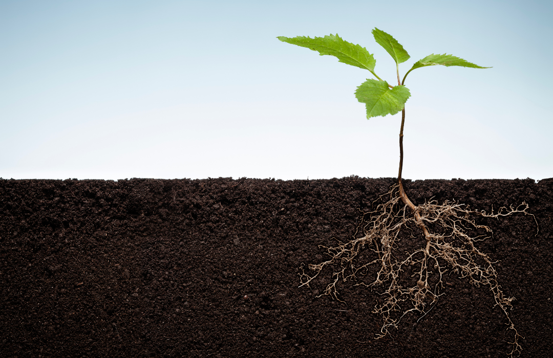 What are the 4 purposes of roots?